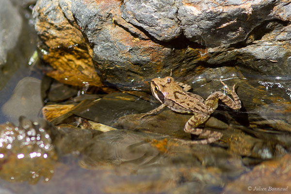 Grenouille rousse — Rana temporaria Linnaeus, 1758