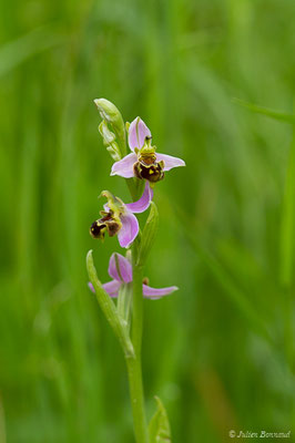Ophrys abeille — Ophrys apifera Huds., 1762