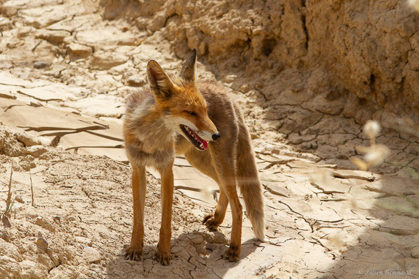 Renard roux — Vulpes vulpes (Linnaeus, 1758), (Parque Natural de las Bardenas, Navarre, Espagne, le 08/06/2022)
