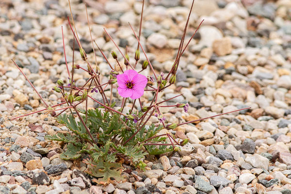 Érodium à feuilles crassulescentes — Erodium crassifolium (Forssk.) L'Hér. [1789], (Msseyed (Guelmim-Oued Noun), Maroc, le 25/03/2024)