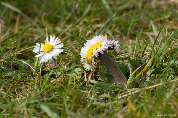 Pâquerette ou Pâquerette vivace — Bellis perennis L., 1753