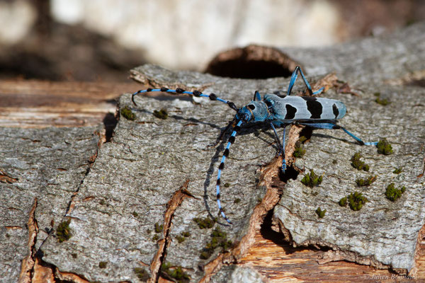 Rosalie des Alpes — Rosalia alpina (Linnaeus, 1758), (Bedous (64), France, le 03/08/2025)