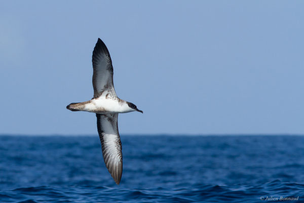 Puffin majeur — Ardenna gravis (O'Reilly, 1818)