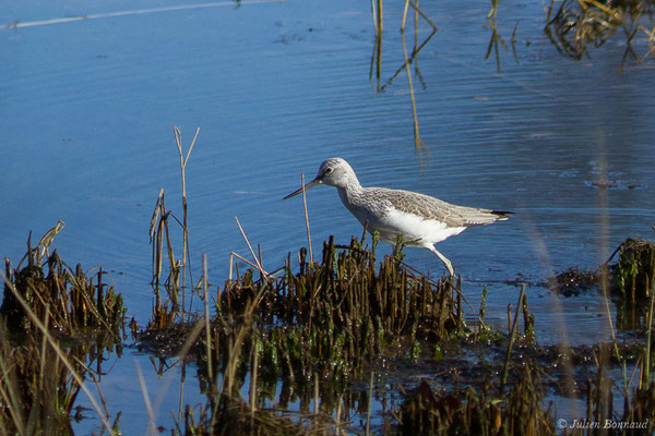 Chevalier aboyeur — Tringa nebularia (Gunnerus, 1767), (adulte en plumage internuptial) (Parc écologique Plaiaundi, Irun, Espagne, le 20/12/2020)
