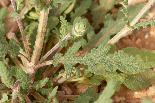Sauge verveine — Salvia verbenaca L., 1753, (Douar Draoua (Marrakech-Tensift -Al Haouz), Maroc, le 19/02/2023)