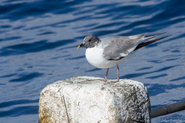 Mouette de Sabine — Xema sabini (Sabine, 1819)