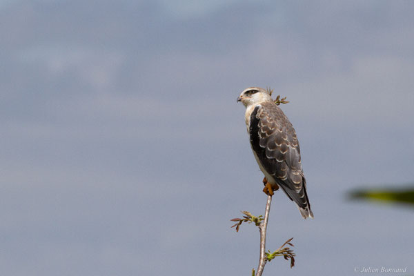 Élanion blanc — Elanus caeruleus (Desfontaines, 1789), (juvénile), (Aignan (32), France), le 27/05/2025)