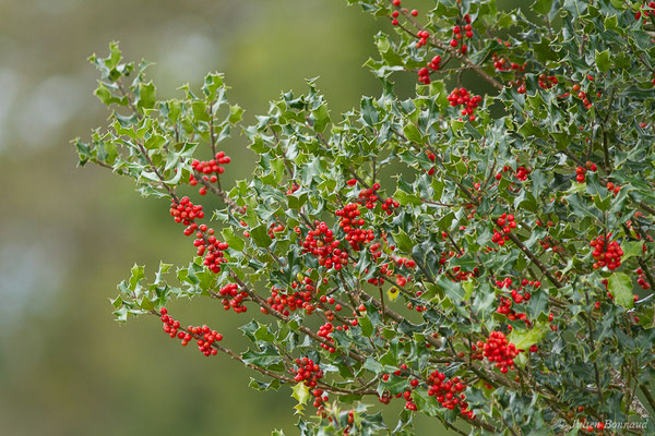 Houx (Ilex aquifolium) (Buzy (64), France, le 01/10/2020)