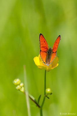 Cuivré des marais ou Grand cuivré — Lycaena dispar (Haworth, 1802), (mâle) (Pihourc, Saint-Gadens (31), France, le 21/05/2018)