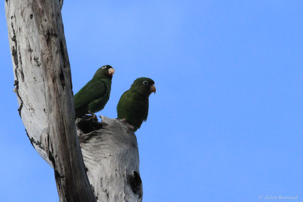 Toui para — Brotogeris chrysoptera (Linnaeus, 1766), (couple), (Petit-Saut, Sinnamary, le 09/11/2015)