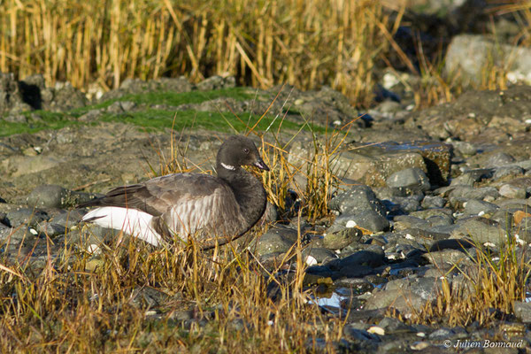 Bernache cravant — Branta bernicla (Linnaeus, 1758), (Baie de Saint-Brieuc, Hillion (22), France, le 11/01/2018)