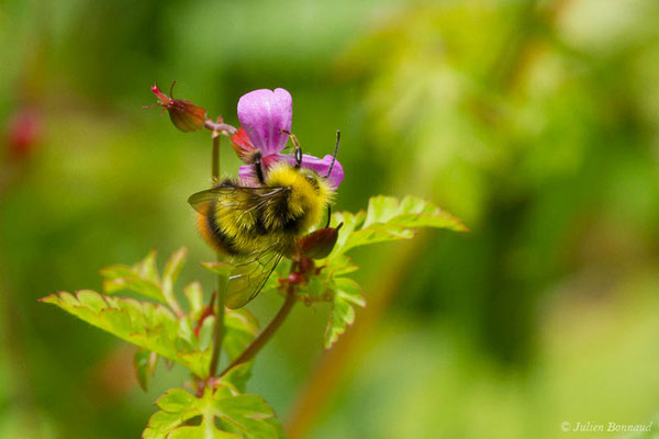 Bourdon des prés — Bombus pratorum (Linnaeus, 1760), (Oloron-Sainte-Marie (64), France, le 26/05/2021)