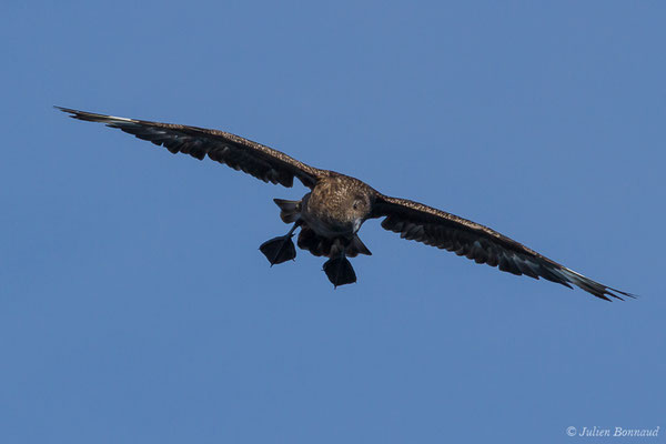Grand Labbe – Stercorarius skua (Brünnich, 1764), (Saint-Jean-de-Luz (64), France, le 17/10/2020)