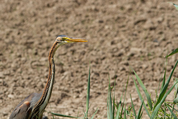 Héron pourpré — Ardea purpurea Linnaeus, 1766, (Parc Naturel du Delta de l'Ebre (Catalogne), Espagne, le 05/06/2022)