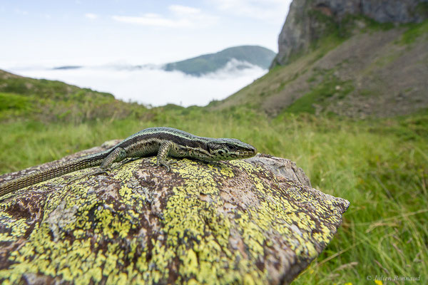 Lézard du Val d'Aran — Iberalacerta aranica (Arribas, 1993), (Lac d'Eychelle, Bethmal (09), le 09/07/2023)