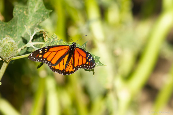 Monarque ou Monarque américain — Danaus plexippus (Linnaeus, 1758), (Tétouan (Tanger-Tétouan-Al Hoceïma), Maroc, le 27/09/2023)