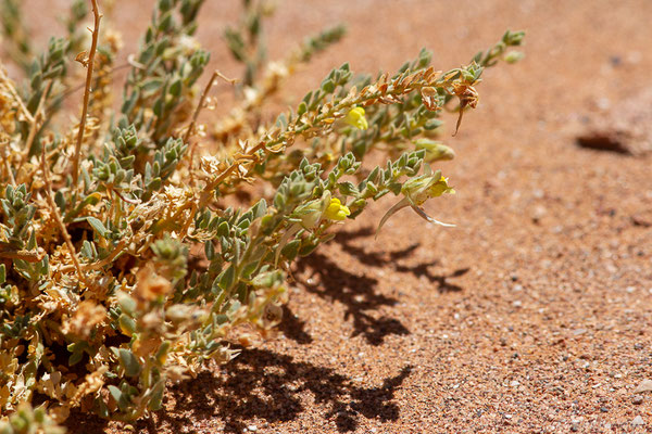 Kickxia aegyptiaca (L.), (Msseyed (Guelmim-Oued Noun), Maroc, le 27/03/2024)