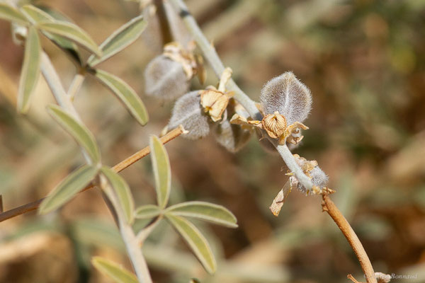 Crotalaria saharae Coss.