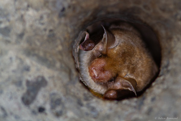 Grand murin — Myotis myotis (Borkhausen, 1797), (Orthez (64), France, le 03/04/2025)