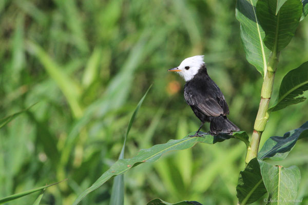 Moucherolle à tête blanche — Arundinicola leucocephala (Linnaeus, 1764)