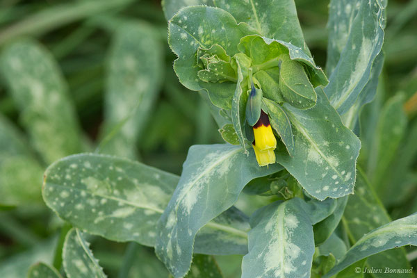 Grand Mélinet — Cerinthe major L., 1753, (Parc nature du Plan, La Garde (83), France, le 01/02/2021)