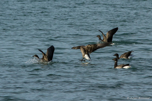 Bernache cravant — Branta bernicla (Linnaeus, 1758), (Baie de Saint-Brieuc, Hillion (22), France, le 14/11/2017)