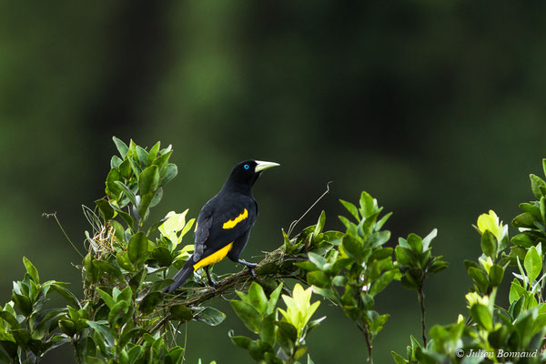 Cassique cul-jaune (Cacicus cela) (mine d'or Espérance, Apatou, le 11/05/2017)