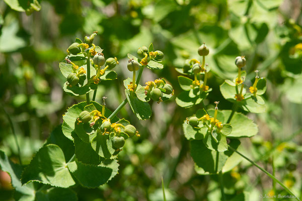 Euphorbia retusa Forssk., (Bardenas Real, Arguedas (Aragon), Espagne, le 08/06/2022)
