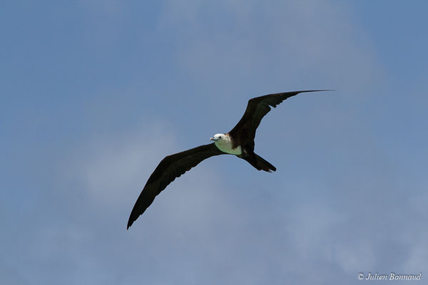 Frégate superbe — Fregata magnificens Mathews, 1914, (Saint-Anne, Guadeloupe, le 15/05/2016)