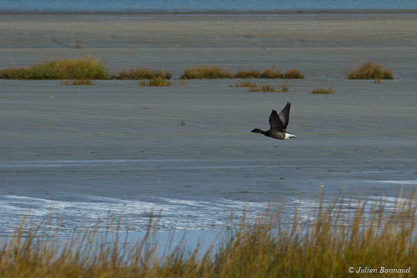Bernache cravant — Branta bernicla (Linnaeus, 1758), (Baie de Saint-Brieuc, Hillion (22), France, le 24/11/2017)