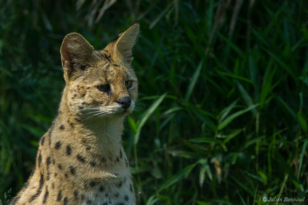 Serval — Leptailurus serval (Schreber, 1776), (Zoo d'Asson (64), France, le 01/06/2019)