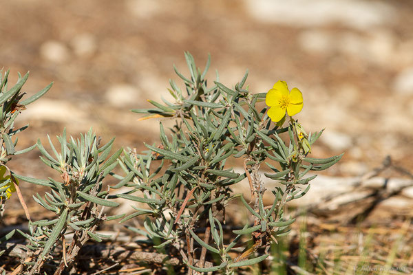 Hélianthème de Syrie — Helianthemum syriacum (Jacq.) Dum.Cours., 1802, (Castelló d'Empúries (Catalogne), Espagne, le 14/07/2023)