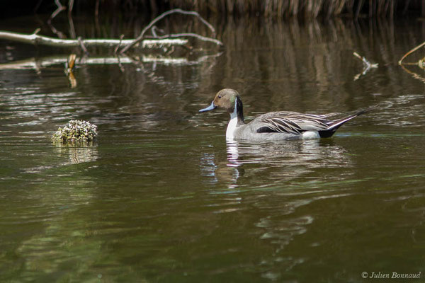 Canard pilet — Anas acuta Linnaeus, 1758