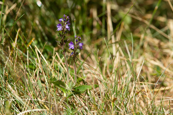 Véronique officinale — Veronica officinalis L., 1753, (Parc naturel du lac de Sanabria (Zamora), Espagne, le 05/07/2022)