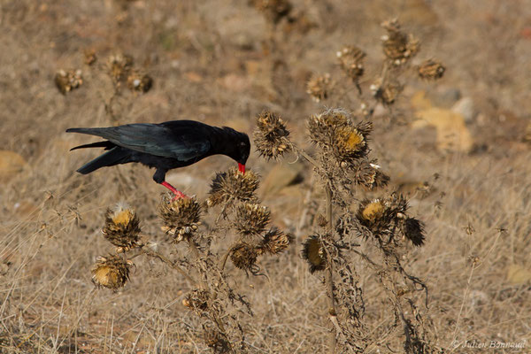 Crave à bec rouge — Pyrrhocorax pyrrhocorax (Linnaeus, 1758), (Sagres (Vila do Bispo), (Algarve), Portugal, le 31/08/2018)