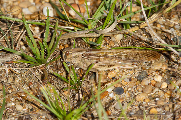 Criquet migrateur — Locusta migratoria (Linnaeus, 1758), (Anglet (64), France, le 10/10/2023)