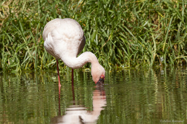 Flamant nain – Phoeniconaias minor (É. Geoffroy Saint-Hilaire, 1798), (Oasis Park, Fuerteventura, Iles Canaries (Espagne), le 16/02/2022)