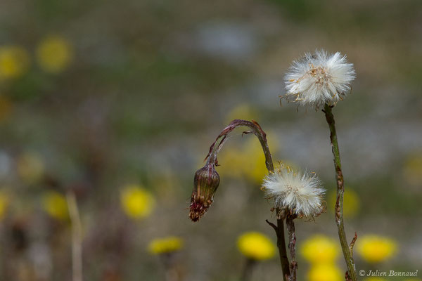 Tussilage — Tussilago farfara L., 1753, (Cauterets (65), France, le 30/03/2018)