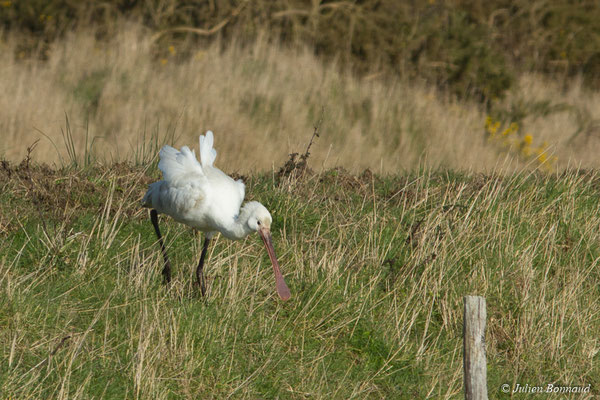 Spatule blanche — Platalea leucorodia Linnaeus, 1758, (juvénile) (marais de Séné (56), France, le 05/02/2018)