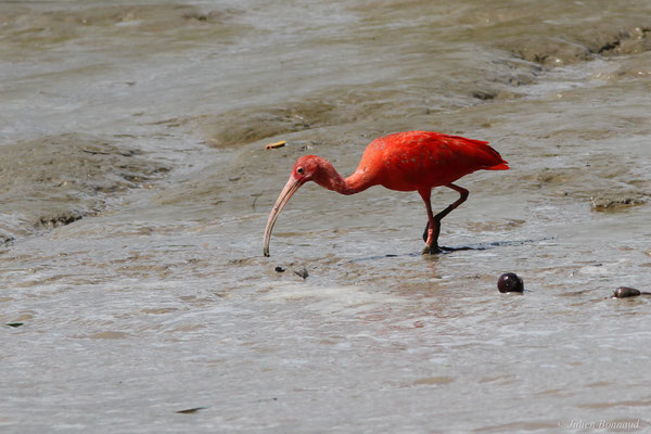 Ibis rouge — Eudocimus ruber (Linnaeus, 1758), (Dégrad des Cannes, Remire-Montjoly, Guyane, le 08/11/2015)