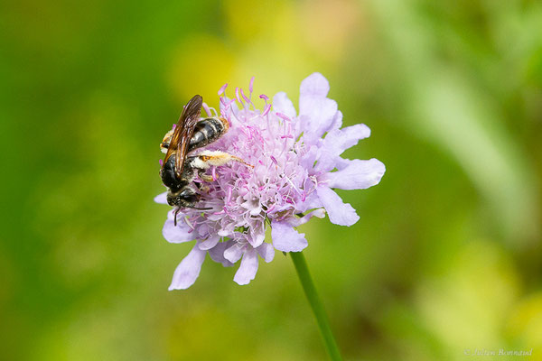 Andrène de la scabieuse — Andrena hattorfiana (Fabricius, 1775), (Urdos (64), France, le 26/06/2023)