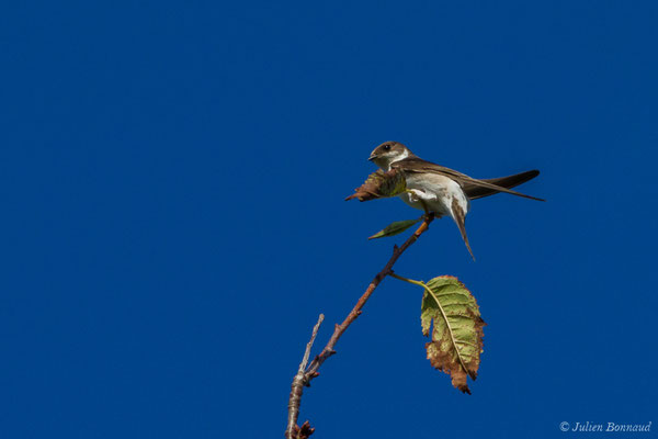 Hirondelle de fenêtre (Delichon urbicum) (Parbayse (64), France, le 15/09/2017)