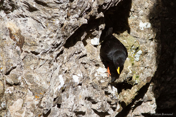 Chocard à bec jaune — Pyrrhocorax graculus (Linnaeus, 1758), (La Pierre Saint Martin, Arette (64), France, le 15/05/2022)