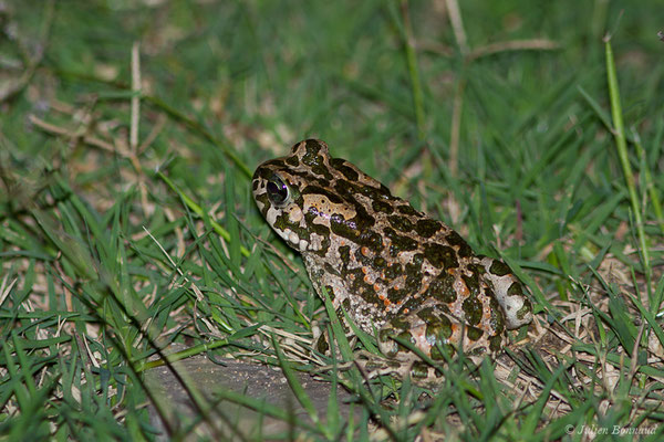 Crapaud vert des Baléares — Bufotes viridis balearicus (Boettger, 1880), (Bonifacio (2A), France, le 01/09/2019)