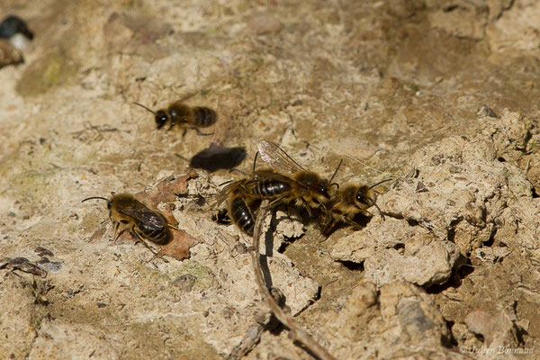 Collète lapin – Colletes cunicularius (Linnaeus, 1761), (Uzeins (64), France, le 16/02/2019)