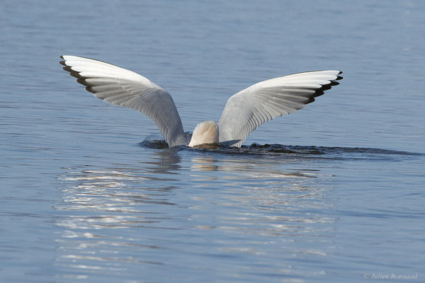 Goéland railleur — Chroicocephalus genei (Breme, 1839), (Parc Naturel du Delta de l'Ebre (Catalogne), Espagne, le 06/02/2022)