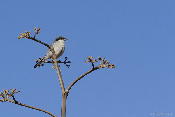 Pie-grièche grise — Lanius excubitor Linnaeus, 1758, (Tindaya, Fuerteventura, (Iles Canaries, Espagne), le 18/02/2022)