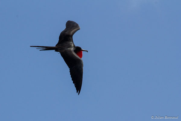 Frégate superbe — Fregata magnificens Mathews, 1914, (mâle adulte) (Île du Grand Connétable, Guyane, le 09/08/2017)