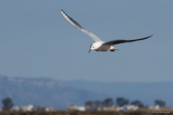 Goéland railleur — Chroicocephalus genei (Breme, 1839), (Parc Naturel du Delta de l'Ebre (Catalogne), Espagne, le 06/02/2022)