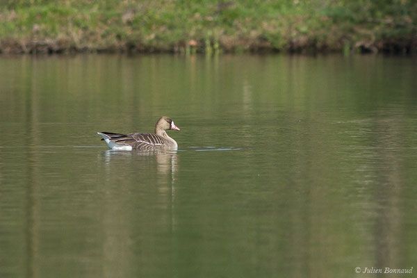 Oie rieuse — Anser albifrons (Scopoli, 1769), (Lac d'Orthez (64), le 16/03/2019)